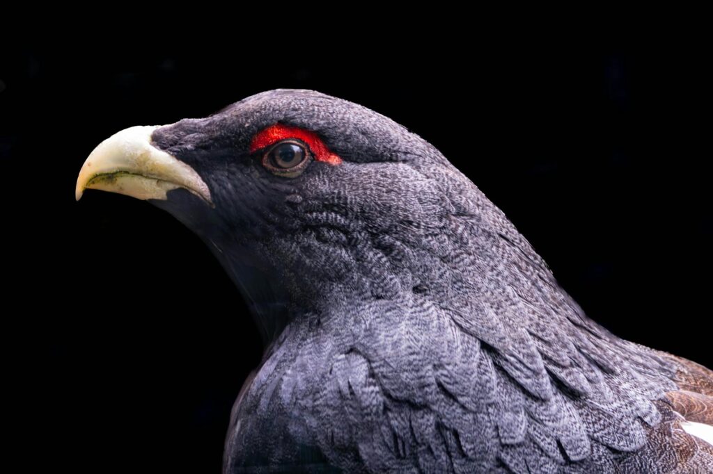 artisanal grouse cheese