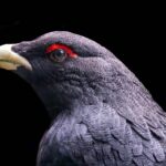 artisanal grouse cheese