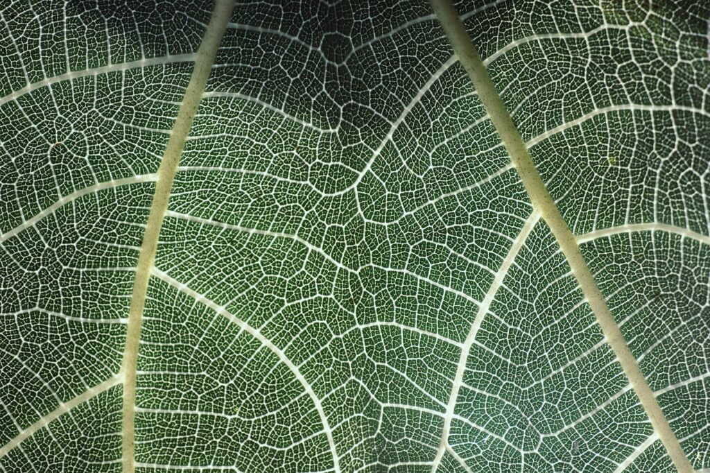 axelanote microstructure