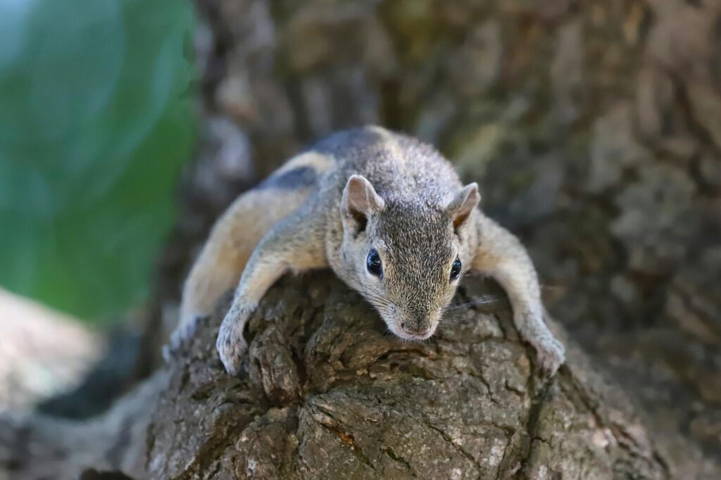 David Attenborough nature