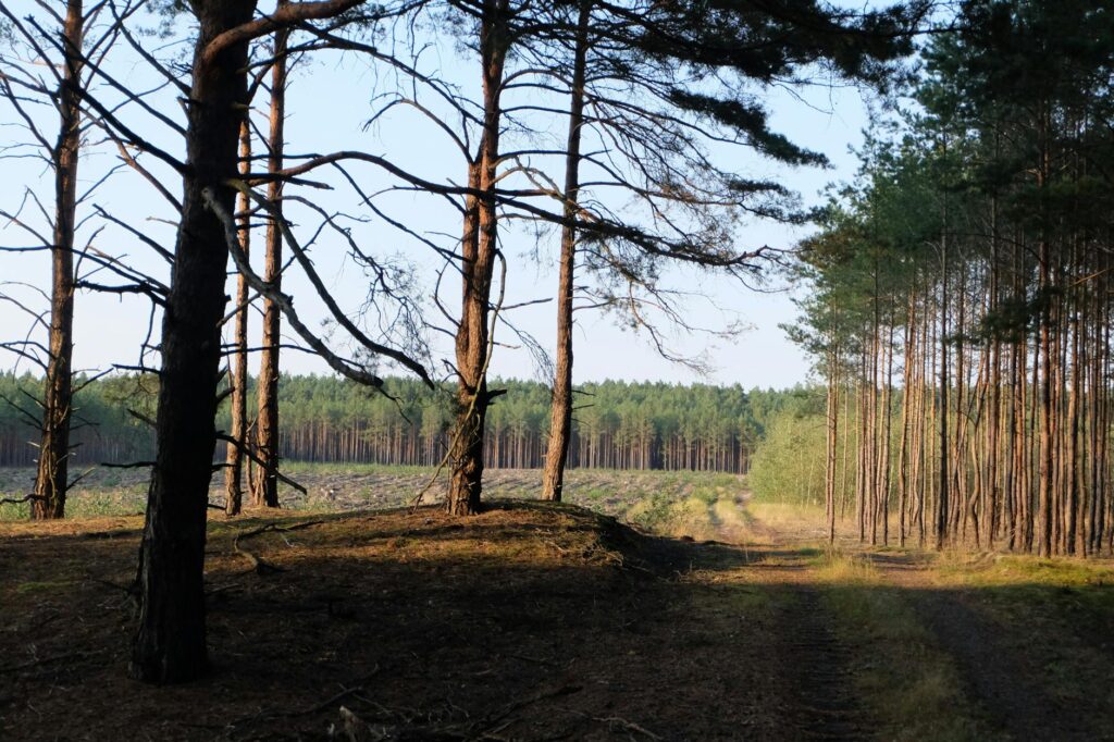 forest clearing with flowers