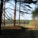 forest clearing with flowers