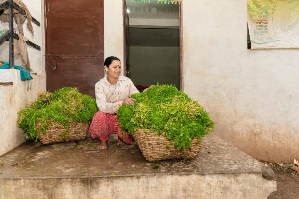 fresh coriander leaves and seeds