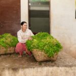 fresh coriander leaves and seeds