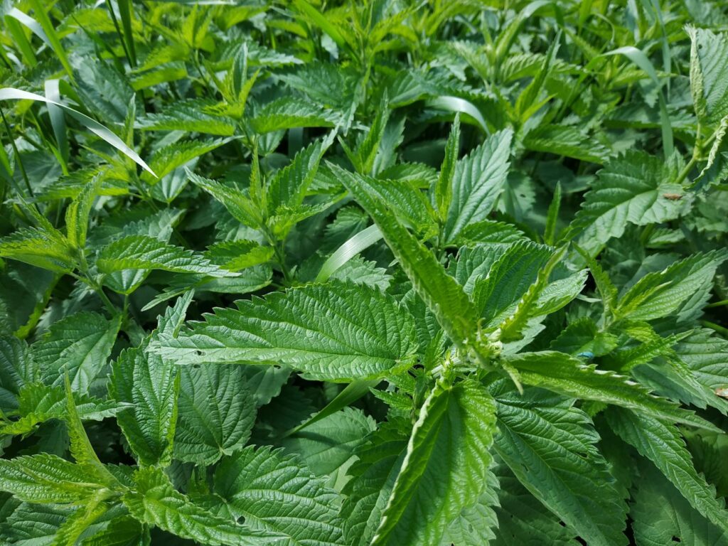 John Nettles as Bergerac