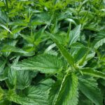 John Nettles as Bergerac