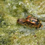 kathy ambush metal sculpture