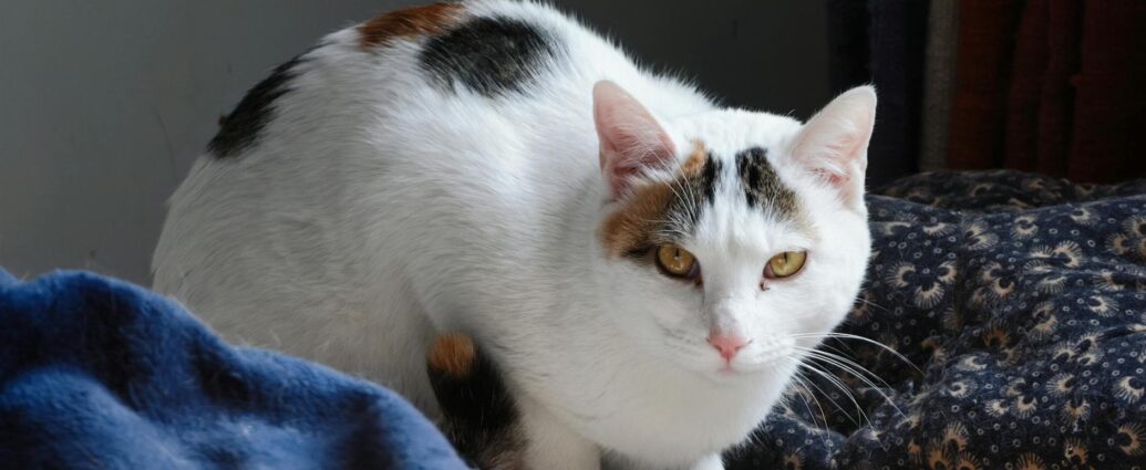 kitty mcintyre metal sculpture