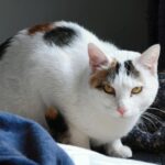 kitty mcintyre metal sculpture