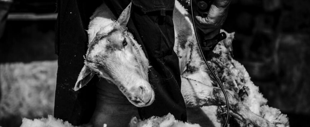 lainya shearer sculpture