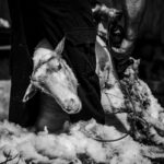 lainya shearer sculpture