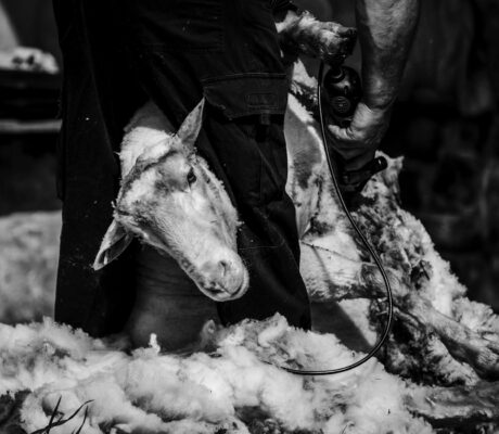 lainya shearer sculpture