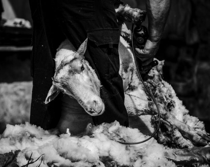 lainya shearer sculpture