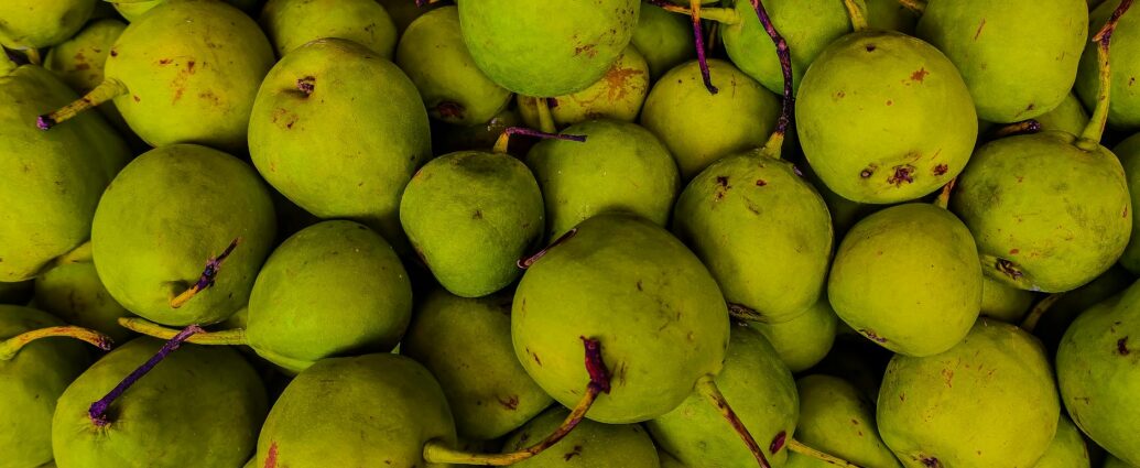 navigator pear fruit