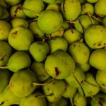 navigator pear fruit